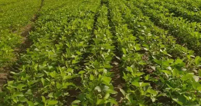 Fazenda dupla aptidão para venda na região de Morpara-BA com 2.390 hectares sendo 500 hectares abertos, porteira fechada, rica em agua, roda pivô