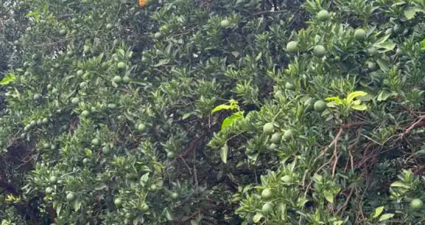 Fazenda de Citrus para venda na região de Votuporanga-SP com 390 alqueires, benfeitorias e irrigação quase em toda fazenda