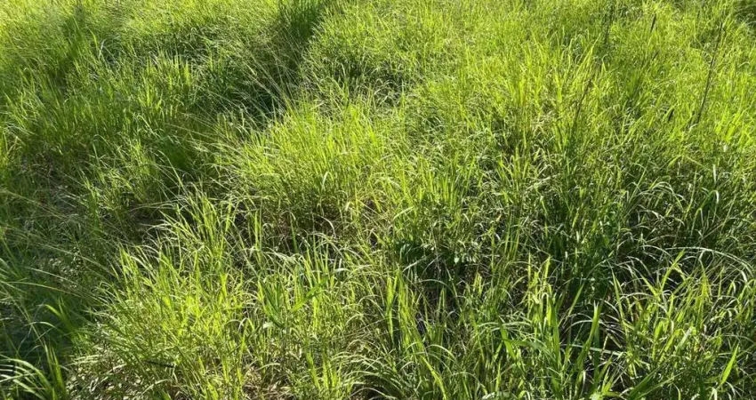 Fazenda para venda na região de Centenario-TO com 4.950 hectares em pastagem, rica em agua, benfeitorias