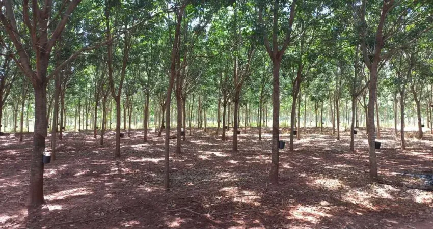 Sitio para venda na região de Votuporanga-SP, com 24 alqueires todo em seringueira, casa sede muito boa, rio na propriedade, lago com peixes