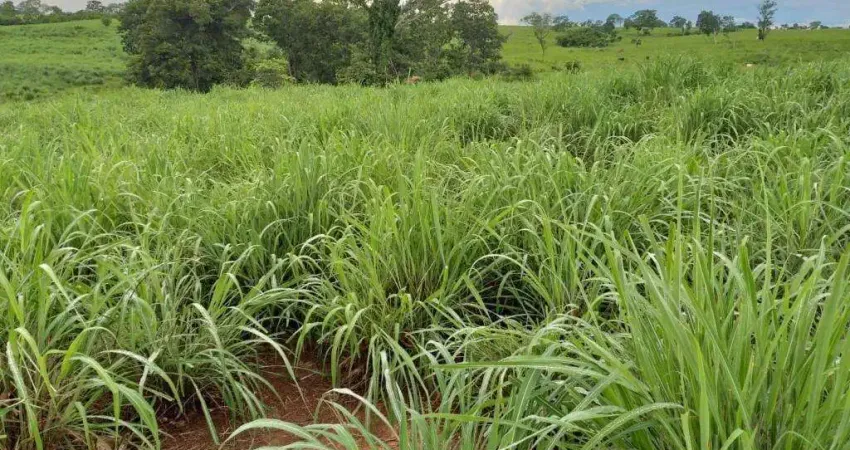Ótima fazenda para venda na região de monte alegre de goias -go, com 2.600 hectares, montada pecuária, muita agua e benfeitorias