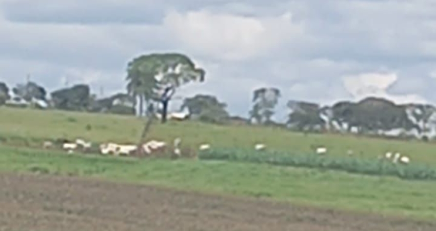 Chácara / sítio à venda na Zona Rural, Mateus Leme 