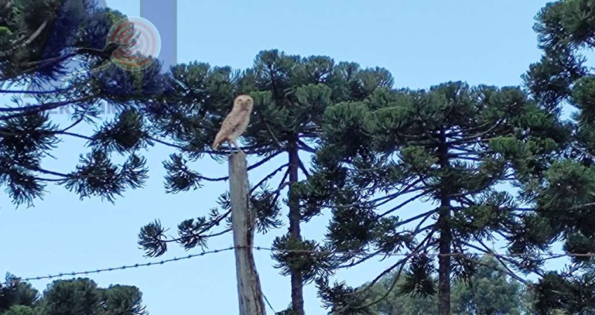 Terreno à venda no Centro, Campo Alegre 