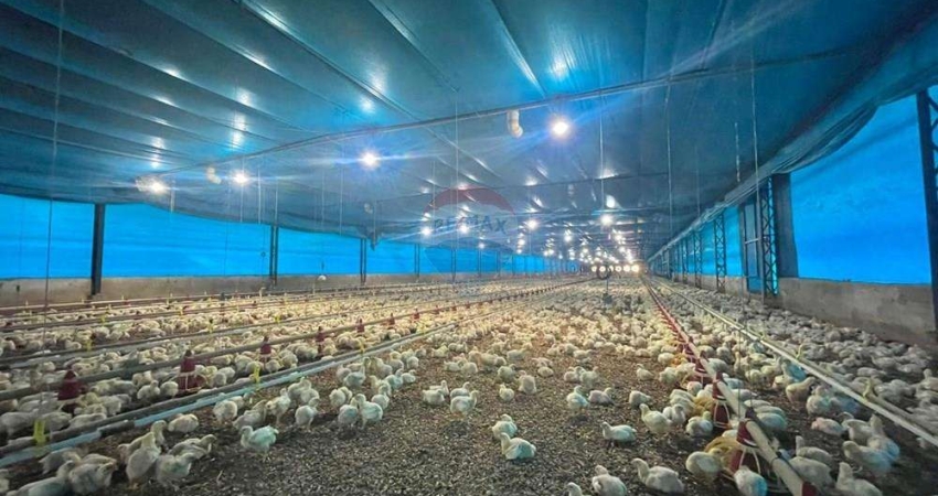 Excelente Oportunidade Sítio com 2 Casas e Granjas para Venda – 2,8 Hectares em Pleno Funcionamento