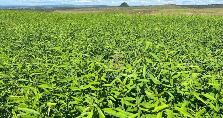 Fazenda à venda na Área Rural, Área Rural de Rio Verde, Rio Verde