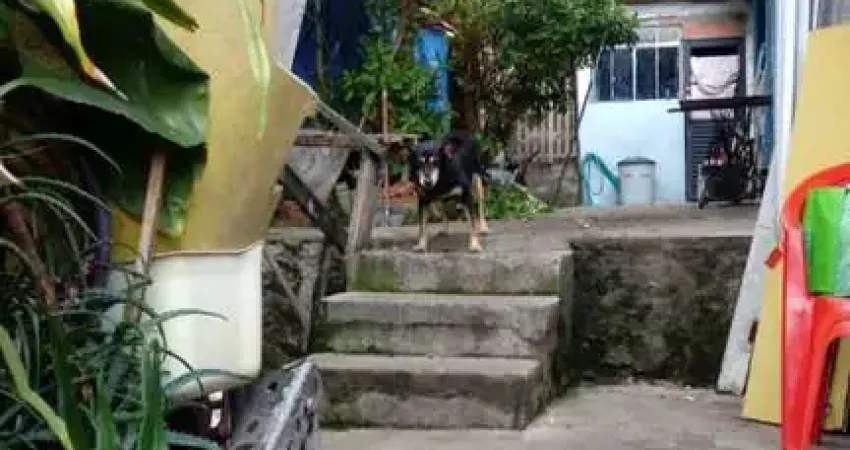 Casa com 5 quartos à venda na Rua Lambari, 102, Vila Nova Cachoeirinha, São Paulo