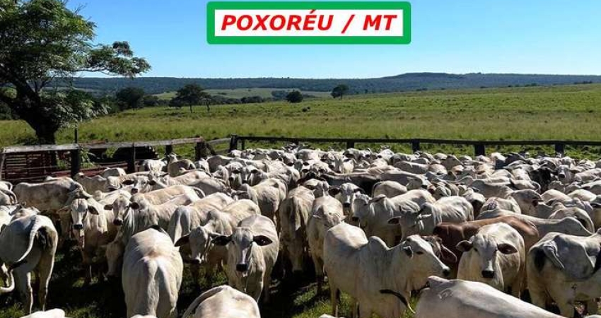FAZENDA BANHADA PELOS CÓRREGOS DANTAS E DOURADO ESTRUTURADA