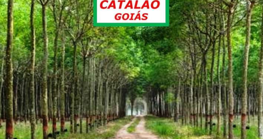 FAZENDA EM CATALÃO/GO-BEM ESTRUTURADA E RICA EM PLANTAÇÃO DE SERINGUEIRA