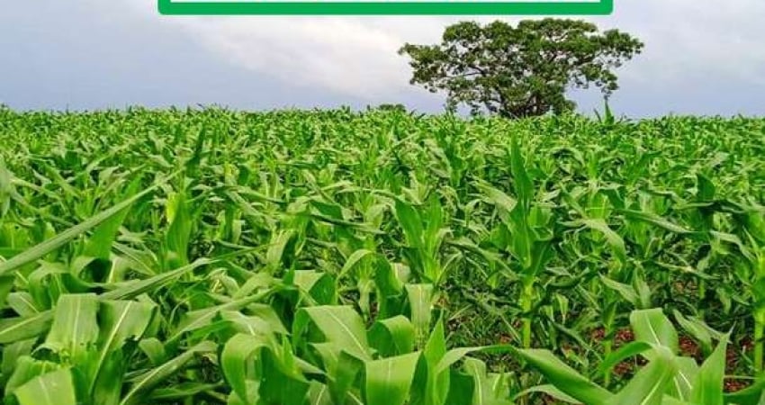 FAZENDA DUPLA APTIDÃO-BOM RECURSO HÍDRICO-ESTRUTURADA À 11KM DA BR 242
