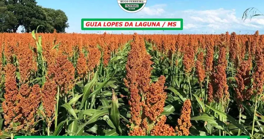 FAZENDA COM BOA LOGÍSTICA PARA AGRICULTURA E PECUÁRIA-TOPOGRAFIA PLANA