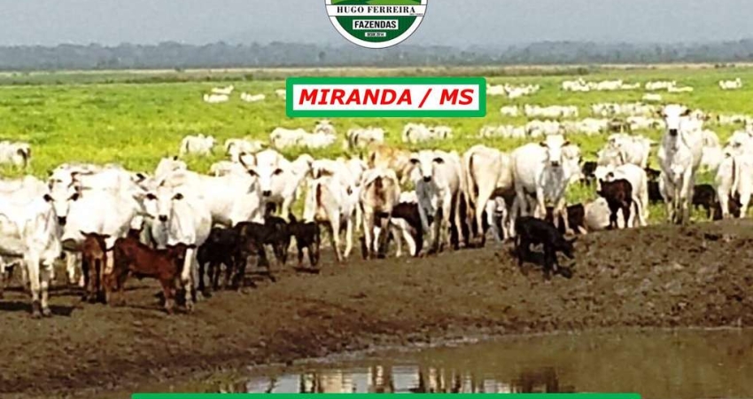 FAZENDA  TODA ESTRUTURADA NA PECUÁRIA À 32KM DA CIDADE AO LADO DA BR