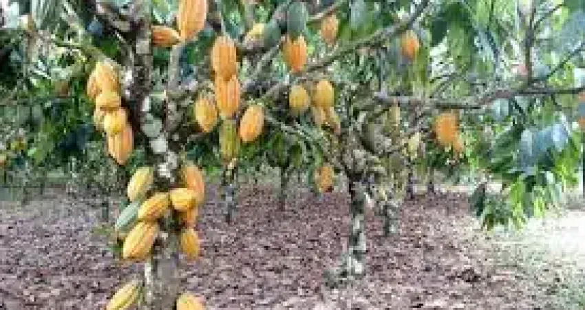 Lindo Sitio de 40.000m2, Nascente, Plantio de Cacau, banana, coco, mamão, jaca, e outros, localizado na Carobeira em Ilhéus  BA