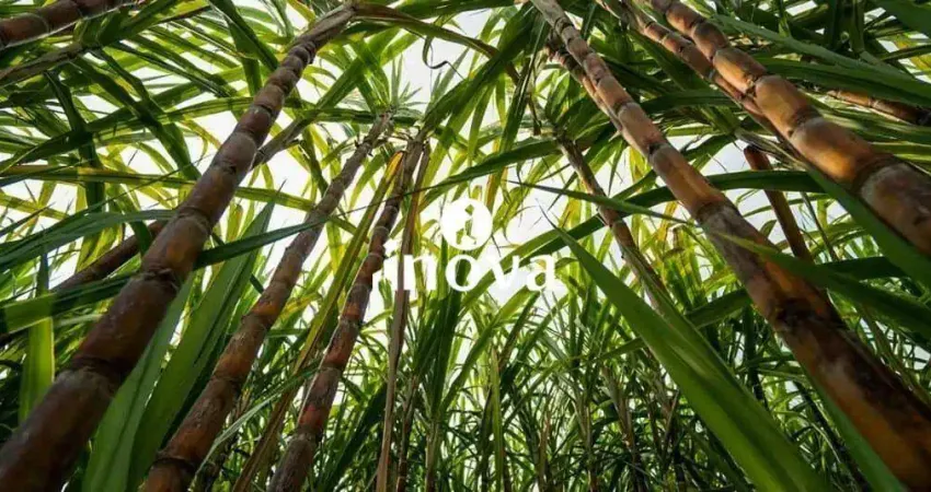 Chácara / sítio à venda na Área Rural de Uberaba, Uberaba 