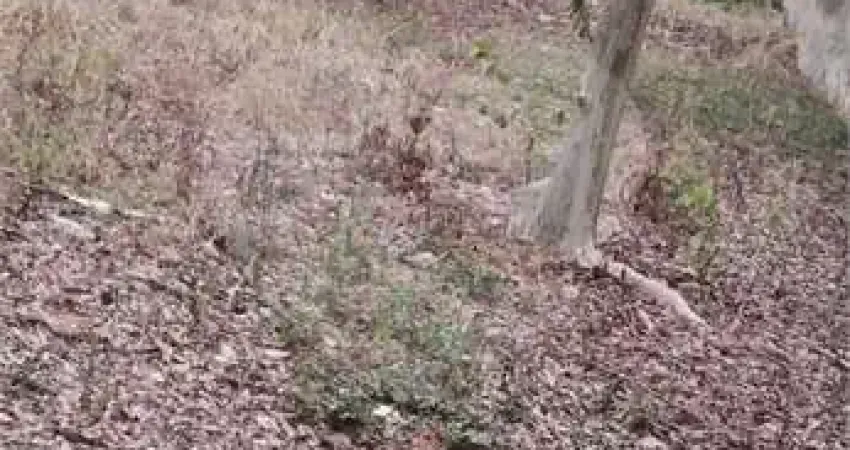 Terreno à venda na Rua Doutora Esmeralda Mendes Policene, Jardim Avelino, São Paulo