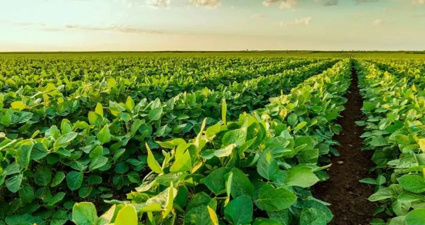 Fazenda à venda na Zona Rural, Várzea da Palma 