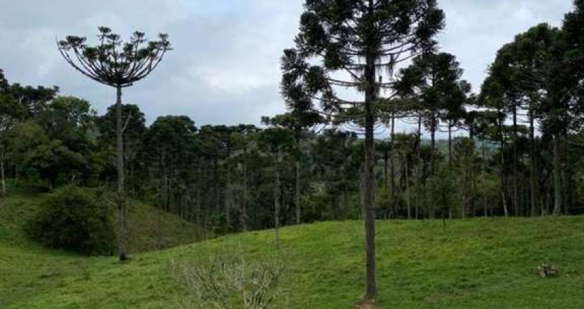 Chácara para Venda em Campo Alegre, ., 2 dormitórios, 1 suíte, 3 banheiros