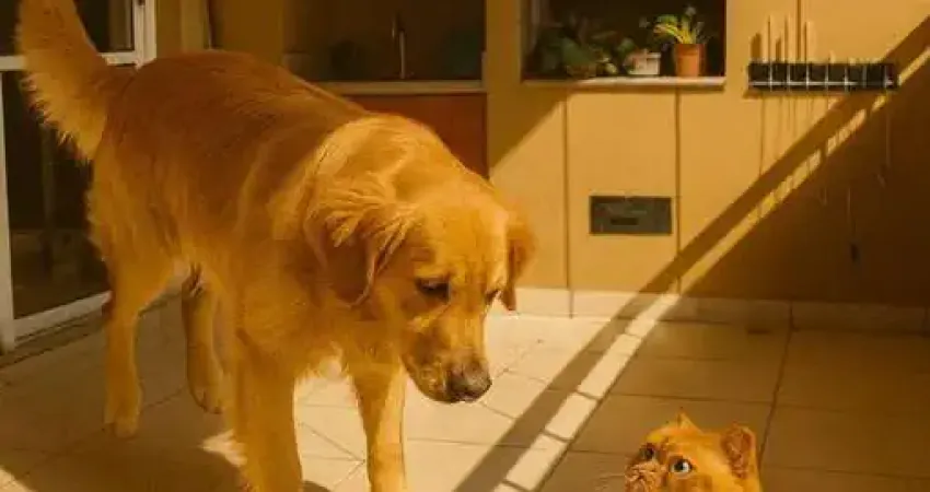 Apartamento com 3 quartos à venda na Rua Leonardo Cerveira Varandas, 50, Paraíso do Morumbi, São Paulo