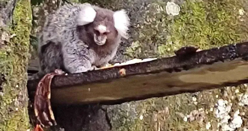 Chácara com 6 quartos, Vila São Paulo, Itanhaém - R$ 800 mil, Cod: 721861