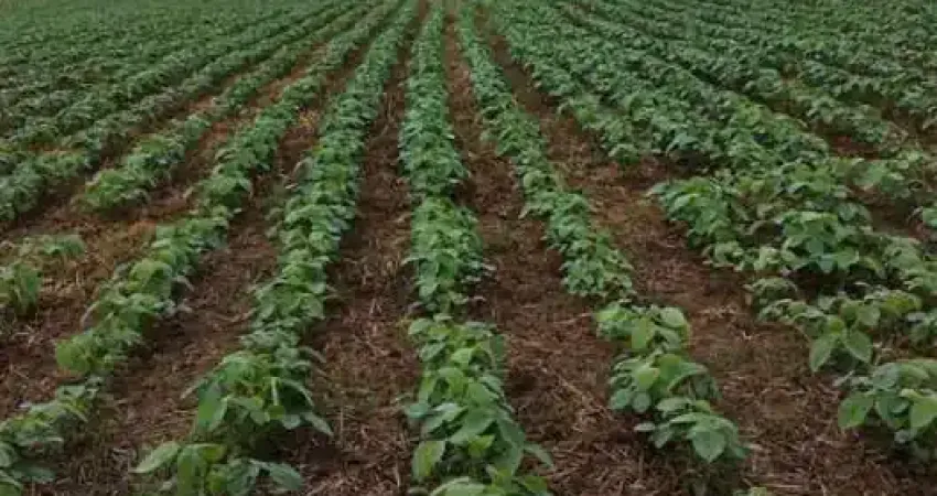 Excelente fazenda 50 alqueires com plantação de soja em Itapetininga SP