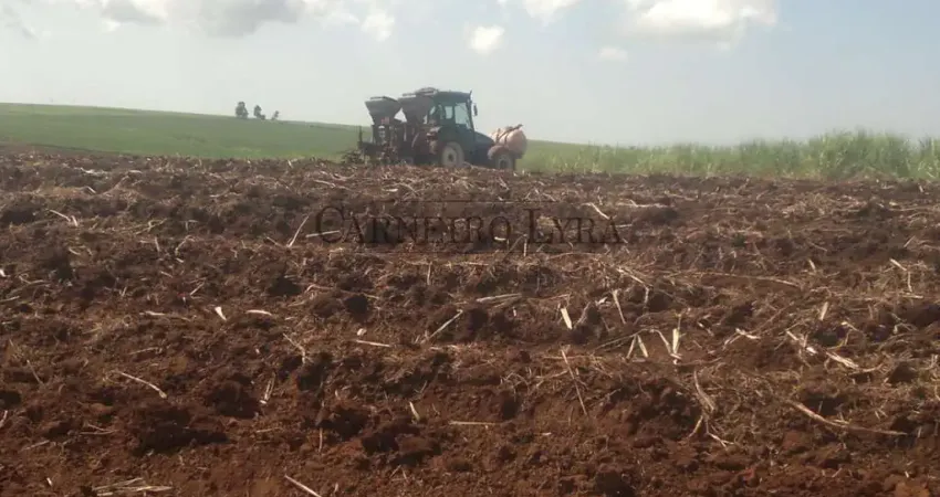 26 alqueires de terra roxa 100% produtivos e planos por R$350mil/alqueire - Banharão Velho - Jaú/SP