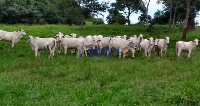 Fazenda à venda na Área Rural, S/N, Prodoeste, Pedra Preta