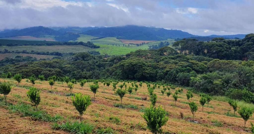 Fazenda para Venda em Campanha, SEM BAIRRO, 3 dormitórios, 2 suítes, 3 banheiros