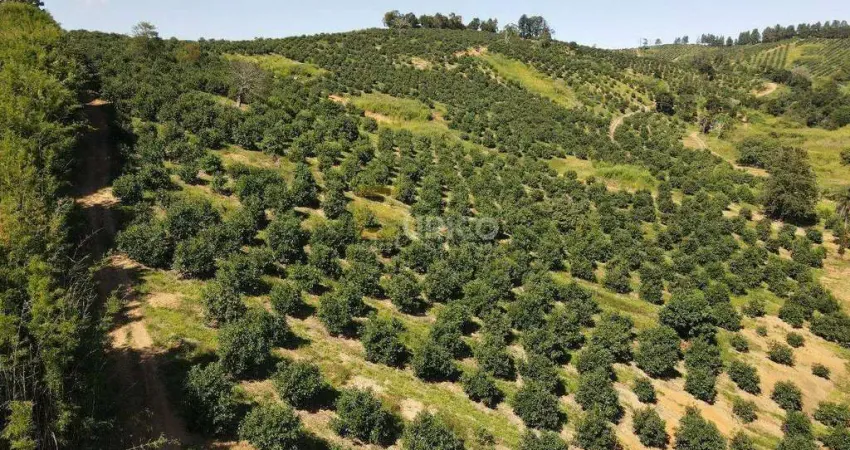 Fazenda à venda no Bairro Vale da Grama em São Sebastião da Grama/SP