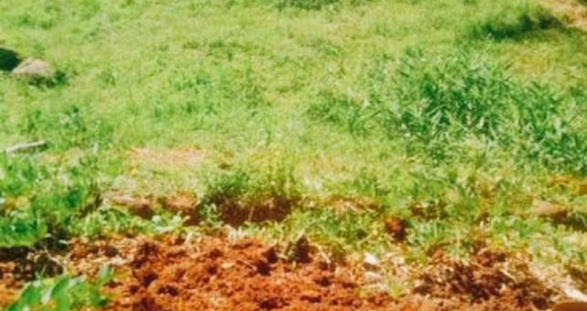 Terreno para Venda em Florianópolis, Jurerê