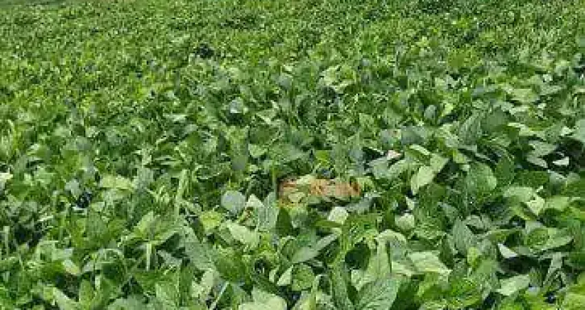 Fazenda à venda, 68 alqueires  por R$ 17.000.000 Região de Bauru/SP