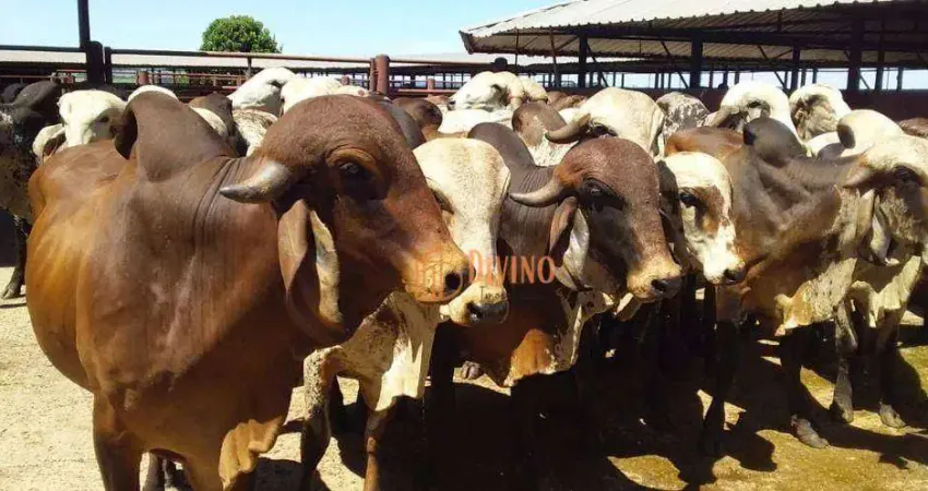 Fazenda à venda, 773 Alqueires por R$ 100.000.000 - Zona Rural - Serra Azul/SP