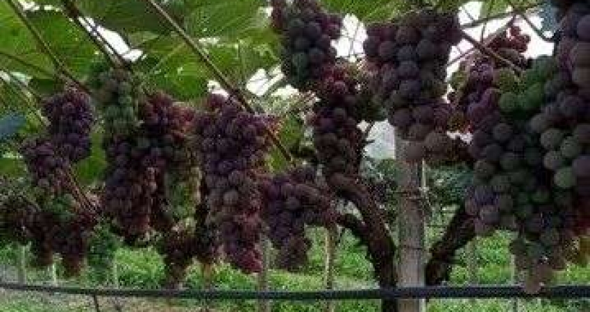 Fazenda à venda na Estrada Municipal Domingos Stoco, Bairro do Morro, Itatiba