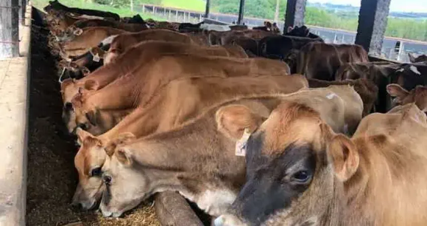 Fazenda à venda na Rua João Vieira Rios, Centro, Pouso Alegre