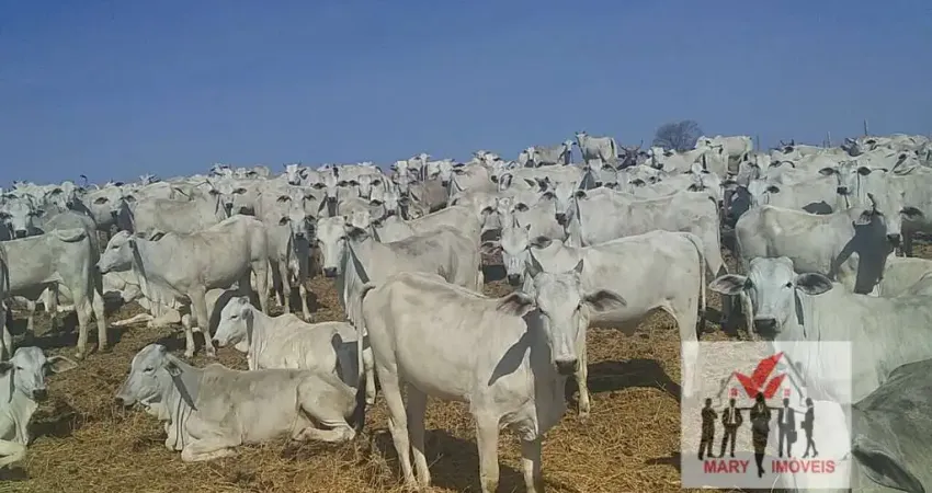 Fazenda à venda no bairro Centro - Montes Claros/MG