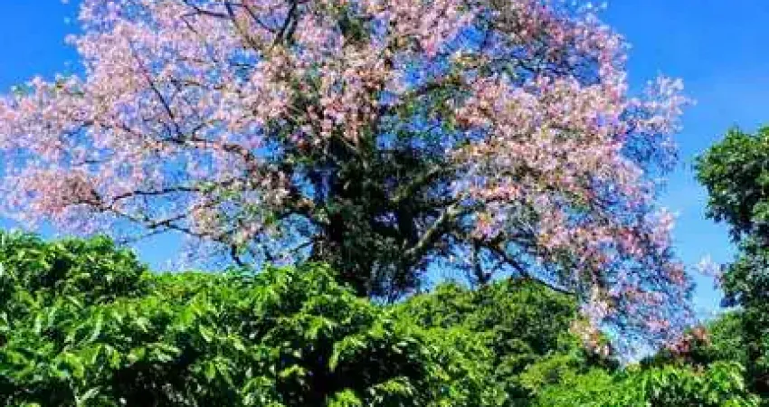 Fazenda à venda no Centro, Serra Negra 