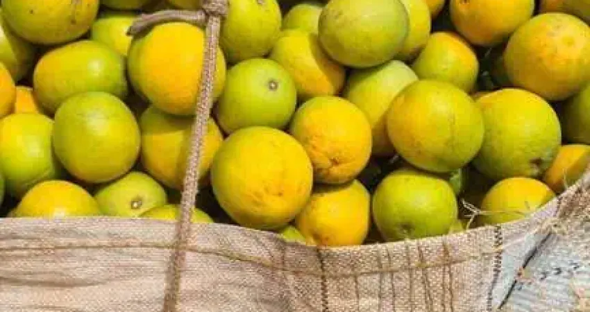 Fazenda à venda no Centro, Marília 