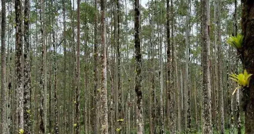 Fazenda à venda no Centro, Caconde 