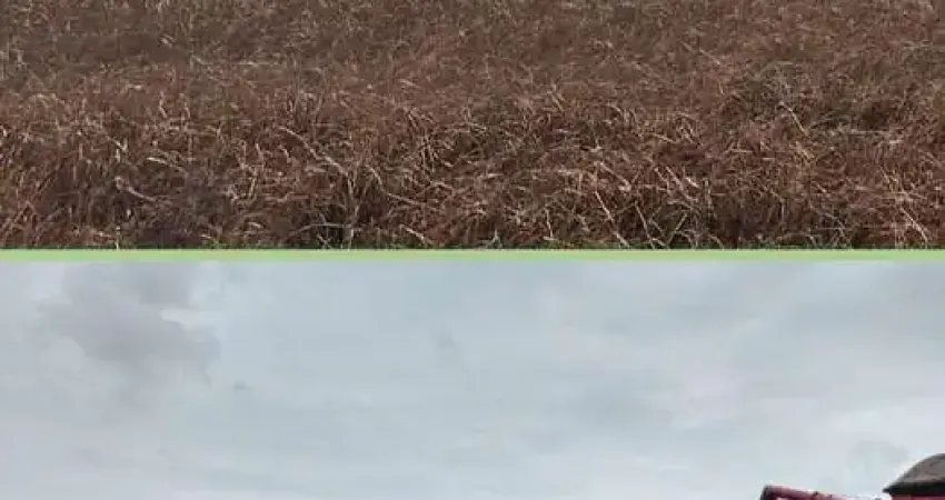 Fazenda à venda no Setor Central, Araguaína 