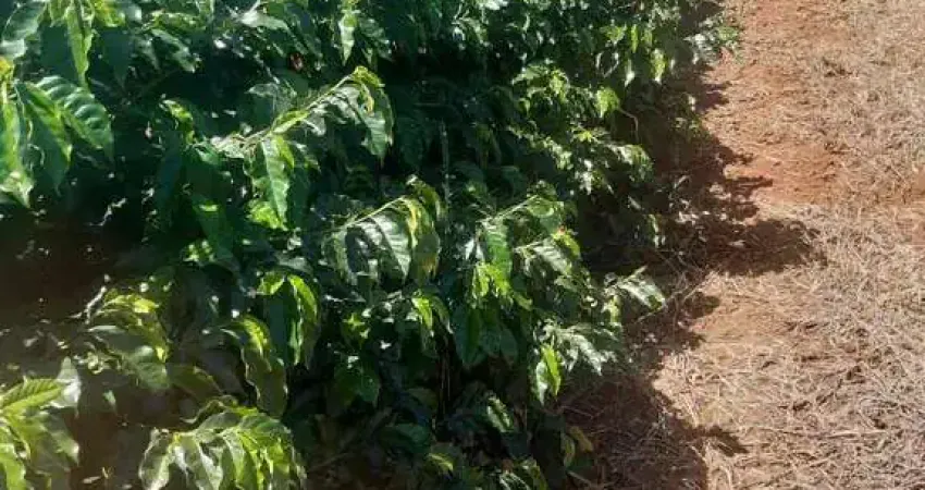Fazenda à venda no Centro, Caconde 