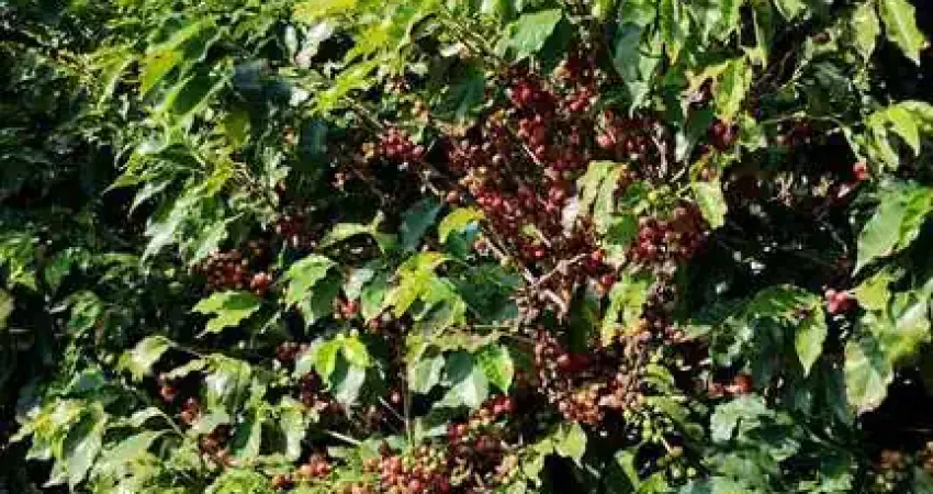 Fazenda à venda no bairro Área Rural de Alfenas - Alfenas/MG