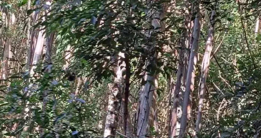 Fazenda à venda no Centro, Joanópolis 