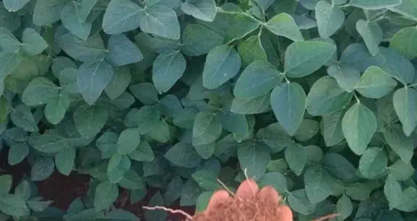 Fazenda à venda no Centro, Pimenta 