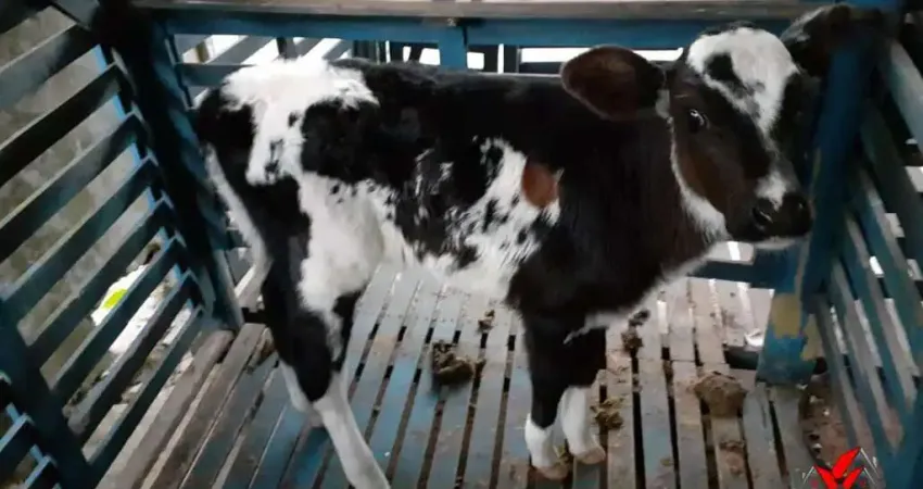 Chácara / sítio à venda no Centro, Capitólio 