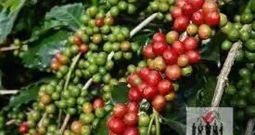 Chácara / sítio à venda no Centro, Caldas 