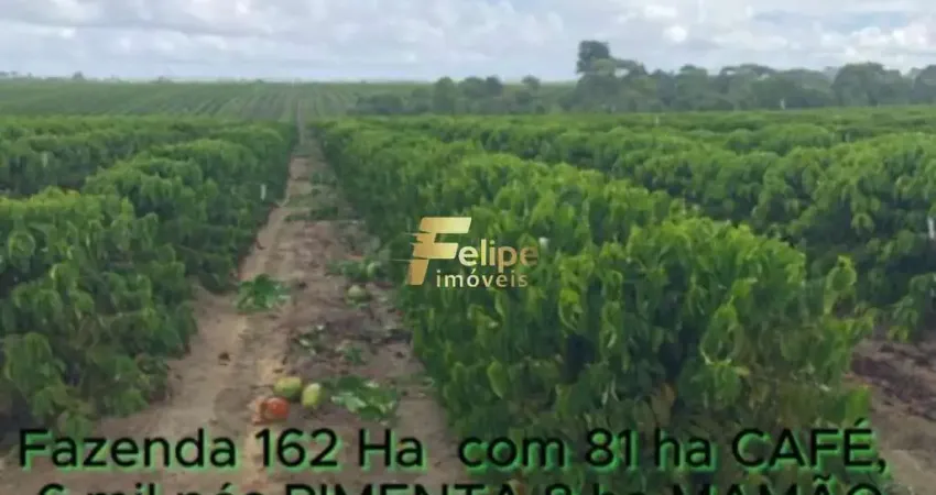 FAZENDA DE ALTO PADRÃO EM EUNÁPOLIS/BA  162 HECTARES DOCUMENTADOS 81 há de CAFÉ.
