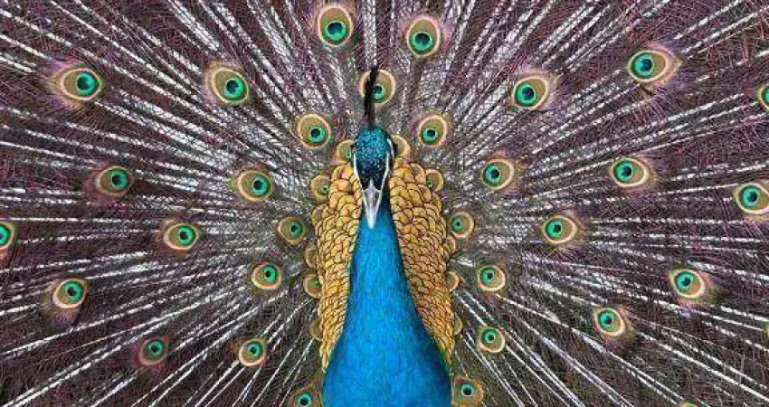 Fazenda com 8 dormitórios à venda, 340000 m² por r$ 2.200.000 - reginópolis - silva jardim/rj