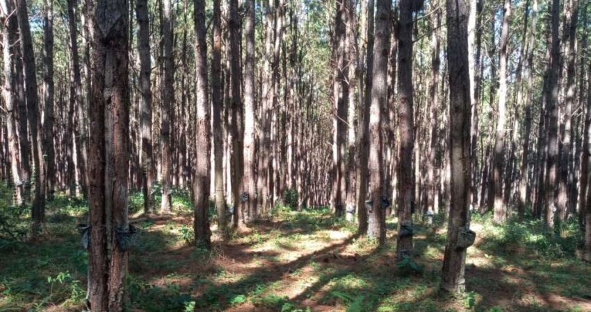 *FLORESTA DE PINUS EM CAPÃO BONITO-SP*   - Área total de 6 Alqueires   * 22 Mil Pés de Pinus   * Idade 10 anos em Diante   * Volume de 10 Mil Metros Estéreo  * Corte 100% Mecanizado   * Ótima Topograf