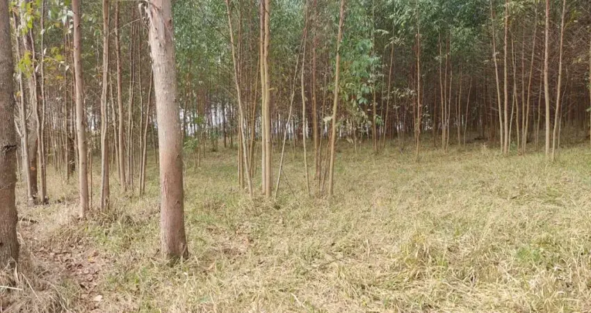 Sítio Área Total de 2,65 Alqueires 2 Alqueires de Eucalipto Aproximadamente Com idade de 1,5 (Um Ano e Meio)  2° Corte Boa Topografia Córrego no Fundo