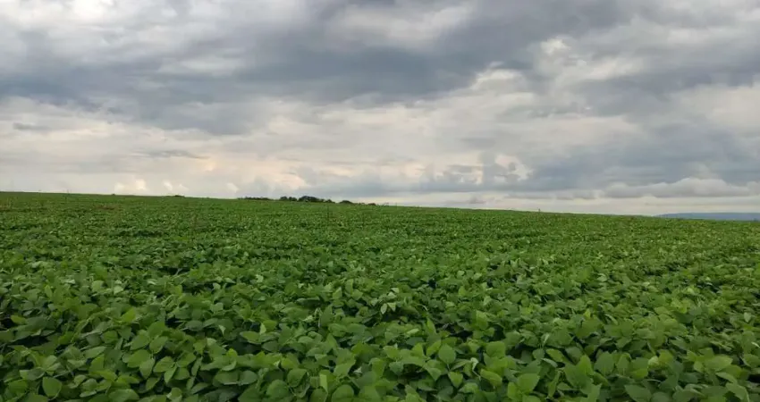 Fazenda 303 Alqueires, 182 Alqueires em Cana, 10 Alqueires em Soja, Topografia Plana e Levemente Ondulada, Terra Vermelha, Benfeitorias