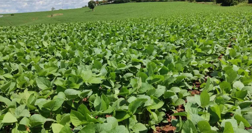 Fazenda 136 Alqueires, Plantado 110 Alqueires,Terra Mista Vermelha,Topografia Plana,Casa Sede e Caseiro,3 Barracões,Rico em Água com Açude e Nascentes