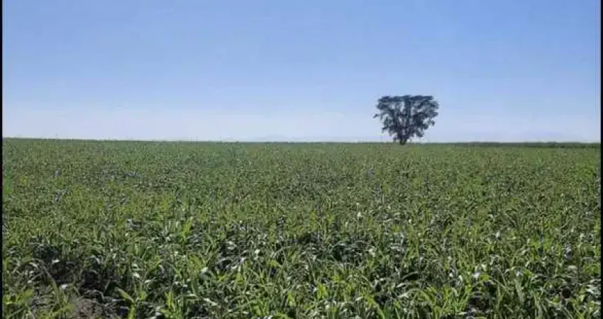 Fazenda 53 Alqueires, 12 Mil Pés de Laranja, 3 Mil Pés de Abacate, Planta 40 Alqueires, Rica em Água, 2 Casas, Ótima Localização